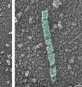 The building blocks of von Willebrand Factor remain separate at the slightly basic pH of 7.4 (left). In a more acidic environment (right), the VWF building blocks self-assemble into long chains and form the protein's signature helical tubules. This shape is vital to blood clotting. When VWF in the blood finds sites of injury, its helical tube unfurls to catch platelets and form blood clots.