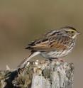 The savannah sparrow is one of the several sparrow species that showed a difference in bill size
depending on the daily high summer temperatures of their salt marsh breeding habitats.