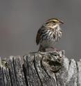 The savannah sparrow is one of the several sparrow species that showed a difference in bill size
depending on the daily high summer temperatures of their salt marsh breeding habitats.