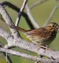 The song sparrow is one of the several sparrow species that showed a difference in bill size
depending on the daily high summer temperatures of their salt marsh breeding habitats.