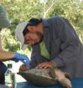 Researchers Gracia Gonzalez-Porter (left) and Rene Calderon take a tiny tissue sample from between two of the rear toes of a Central American river turtle from the Belize River.