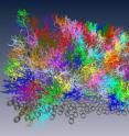 This is a reconstruction of 114 rod bipolar nerve cells from a piece of mouse retina. The dendrites form dense bundles, where the bipolar cells receive signals from the photoreceptors. The cell bodies of the bipolar cells are indicated by gray spheres.