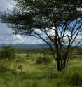 An East African savanna landscape of tree-dotted grassland is shown in this image from Samburu National Reserve in Kenya. The more heavily vegetated area in the middle distance is the corridor of the Ewaso Ngiro River. A new University of Utah study concludes that savanna was the predominant ecosystem during the evolution of human ancestors and their chimp and gorilla relatives in East Africa.