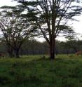 Giraffes roam in a wooded grassland savanna in Kenya's Nakuru National Park. The savanna grades into the woodland in the background. University of Utah researchers developed a new way to use fossil soils to determine the amount of tree cover in prehistoric landscapes. They conclude savannas predominated East Africa's landscape during some 6 million years of evolution of apes, human ancestors and humans.