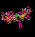 Structural rendering of kinesin’s two heads, called motor domains, cross-linked by a bound tail domain (green).