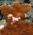 White pox disease on a frond of the endangered elkhorn coral on Carysfort Reef in the Florida Keys. White pox disease comes from humans, but when it infects coral, as in this case from the Upper Keys, it causes white blotches by killing the overlying coral tissue and revealing the coral’s white limestone skeleton underneath.