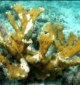 The human disease serratiosis is caused by the fecal coliform bacterium <i>Serratia marcescens</i>. When it infects coral, as in this case from Key West, Fl., it destroys the overlying coral tissue, revealing the dead, white limestone skeleton underneath.