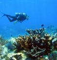 Disease-free coral colonies are rare during a white pox disease outbreak, but some colonies (such as those shown here from Molasses Reef) may have natural resistance to this bacterium and may live to recolonize the reef.  This cycle of infection and recovery places a premium on maintaining good water quality on the reef so that surviving colonies can regrow quickly.