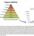 The innovative analytical model plots data from higher taxonomic levels on an exponential graph to predict 7.7 million species in Kingdom Animalia.