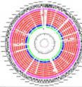 Circular diagram comparing the chromosomes of <i>E. coli</i> strains.  The red circles show genes shared between different E.coli strains, with the outermost red circle being <i>E. coli</i> 55989.  The magenta circle shows the 2001 outbreak strain, whilst the blue and green circles show genes shared with a Salmonella and a Shigella, respectively.  Matches to the Shiga toxin encoding virus are shown in black under the green circle.  This virus was present in the 2001 outbreak strain, and in <i>E. coli</i> O157:H7, but not in 55989.