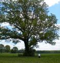 Pecan (<i>Carya illinoinensis</i>) growing in the Missouri River floodplains near Hermann, Missouri.  Pecan is one of the few native North American species which has entered the domestication process.