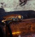 A male Australian jewel beetle attempts to mate with a "stubby" beer bottle.