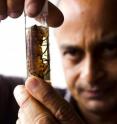 Sahotra Sarkar inspects one of the triatomine species that may be a carrier of the parasite that causes Chagas disease.