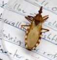 One of the varieties of "kissing bugs" that can be carriers of the parasite that causes Chagas disease.