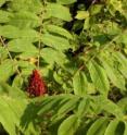 Scientists are trying to save the critically endangered Michaux’s sumac -- one of the rarest shrubs in the southeastern United States -- but the plant is not cooperating.