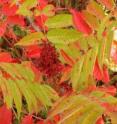 Michaux's sumac is one of the rarest shrubs in the southeastern United States. The critically endangered plant is not cooperating with scientists who are trying to save it.