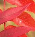 Michaux's sumac is one of the rarest shrubs in the southeastern United States. The critically endangered plant is not cooperating with scientists who are trying to save it.