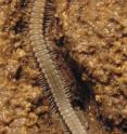 This is a <I>Tetracion</I> millipede from Alabama, USA.