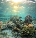 Healthy corals in the Votua Marine Protected Area of the Fiji Islands are shown in this photo.  Georgia Tech researchers are studying chemicals produced by seaweed species that can harm coral.