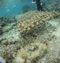 Georgia Tech scientist Douglas Rasher prepares small coral colonies for seaweed-coral competition experiments on a reef in Fiji.