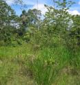 This is part of a twice-logged forest in Borneo.