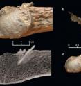 This figure shows a mastodon rib with the embedded bone projectile point. (A) Closeup view. (B) Reconstruction showing the bone point with the broken tip. The thin layer represents the exterior of the rib. (C) CT X-ray showing the long shaft of the point from the exterior to the interior of the rib. (D) The entire rib fragment with the embedded bone projectile point.