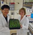 UC Riverside graduate student Seung Cho Lee (left) and his advisor Julia Bailey-Serres seen in the lab with a tray of <i>Arabidopsis</i> plants.  <i>Arabidopsis</i> is a small flowering plant used widely by plant biologists as a model organism.