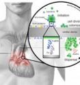 This illustration shows the stages of Staphylococcus aureus biofilm formation on prosthetic heart valves.