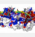 This is a simulation of human fibronectin (background) bound to a protein from Staphylococcus.