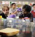 In campus labs, the students developed a genetically engineered yeast to add vitamin A to the diets of malnourished people.