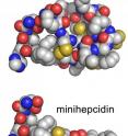 Structure of the human hormone hepcidin (top panel) and the portion used for the minihepcidin design (bottom panel).