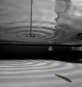 This montage of a leech shows it using shadows from waves passing overhead to find its prey.