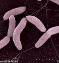 <i>Desulfovibrio vulgaris</i> is an anaerobic sulfate-eating microbe that can also consume toxic and radioactive waste, making it a prime candidate for bioremediation of contaminated environments.