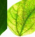 A normal leaf (left) compared with a leaf (right) attacked by two-spotted spider mites, a major crop and houseplant pest worldwide. The pest’s newly decoded genetic blueprint reveals an ensemble of genes that allow it to disarm plants' chemical defenses and detoxify pesticides – major reasons the mites can eat more than 1,100 plant species.