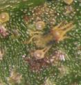 This microscope image shows a spider mite feeding on a leaf while surrounded by several of its eggs.