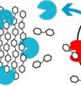 For the three fuels <I>E. coli</I> engineered at JBEI, cellulose and hemicellulose are hydrolyzed by cellulase and hemicellulose enzymes (blue) into oligosaccharides, which are further hydrolyzed by &#946;-glucosidase enzymes (red) into monosaccharides that can be metabolized into biofuels via metabolic pathways.