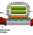 The photosystem in green bacteria consists of a light-harvesting antenna called a chlorosome and a reaction center. The energy of the light the pigments absorb is transferred to the reaction center (red) through a protein-pigment antenna complex called the baseplate (gold). The antenna (green) is made of rod-shaped aggregates of pigment molecules.