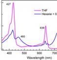 The absorption spectrum of a synthetic pigment in a polar solvent (magenta) that prevents the pigment molecules from forming assemblies differs substantially from the absorption spectrum of the pigment in a nonpolar solvent (blue). The difference shows that the pigments have the “hooks” they need to link up properly in solution.