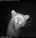 Using camera trap surveys to collect data on the wildlife of Afghanistan’s Central Highlands, scientists from the Wildlife Conservation Society have made a surprise discovery: a Persian leopard, thought to have been extirpated from the region.