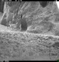 An ibex triggers the infra-red beam of the camera trap as it runs uphill.