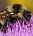 This image shows a Cockerell’s Bumblebee.