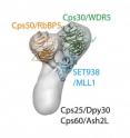 The architectural blueprint of yeast and human enzymes is almost indistinguishable and provides important insights into the function of H3K4 methylases.