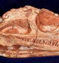 This is a Varanodon skull.