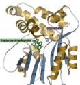 A cartoon based on the electron density map makes it easier to see the protein's structure and figure out how it works. The enzyme's job is to add a methyl group -- three times -- to a starting molecule as part of a process for making cell membranes. In this cartoon, the phosphate is a stand-in for the starting molecule and the green molecule is the one that donates a methyl group. Both are positioned in the active site of the enzyme, the pocket where the chemistry takes place.