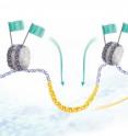Chemical tags called chromatin modifications (green flags) activate enhancers (yellow), which act as remote controls, turning a gene (red) on or off.