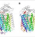 This graphic shows a comparison of the overall structures of the respiration enzymes. (A) qNOR, (B) cNOR, and (C) COX. These enzymes share similar structure of the core region shown with rainbow color. Each catalytic site denoted by black dotted line contains heme molecule shown as a red stick.