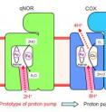 This is a schematic representation of the proton transfer pathways for the NO reduction reaction in cNOR and qNOR, and the proton pumping pathway in COX. The direction of the proton transfer is denoted by red dotted arrows. cNOR has a proton transfer pathway from the outside of the cell to the catalytic site for the NO reduction reaction. In sharp contrast to this, there is no proton transfer pathway from the outside of the cell in qNOR. Unexpectedly, however, we identified a proton transfer pathway from the inside of the cell to the catalytic site in qNOR. In COX, protons are pumped from the inside to the outside of the cell through the catalytic site. The location of the proton transfer pathway we identified in qNOR (pink color) is similar to a part of the proton pumping pathway in COX.