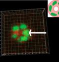 Berkeley Lab researchers found that after five days of mitosis and CAMo, polarized breast cells assembled into an acinar sphere with a lumen in the center (inset).
