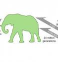 Large evolutionary changes in body size take a very long time. A mouse-to-elephant size change would take at least 24 million generations based on the maximum speed of evolution in the fossil record, according to the work of Alistair Evans and co-authors. Becoming smaller can happen much faster than becoming bigger: the evolution of pygmy elephants took 10 times fewer generations than the equivalent sheep-to-elephant size change.