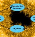 During the initial stage of sunspot emergence and cooling, the formation of H2 may trigger a temporary “runaway” magnetic field intensification. The magnetic field prevents the flow of energy from inside the sun to the outside, and the sunspot cools as the energy shines into space. They form hydrogen molecules that take half the volume of the atoms, thus dropping pressure and concentrating the magnetic field, and so on.